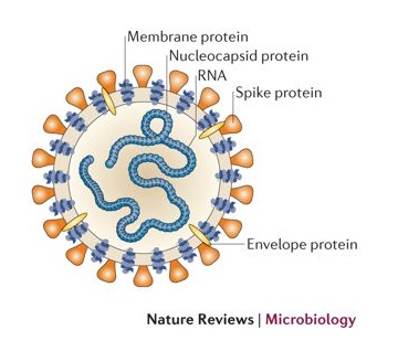 coronavirus-nature